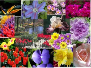 Flower_-_Collage-300.jpg